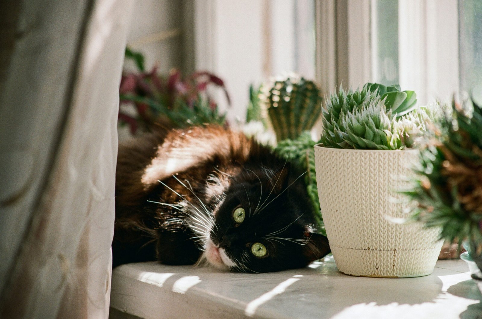 A cat laying on a window sill next to a potted plant